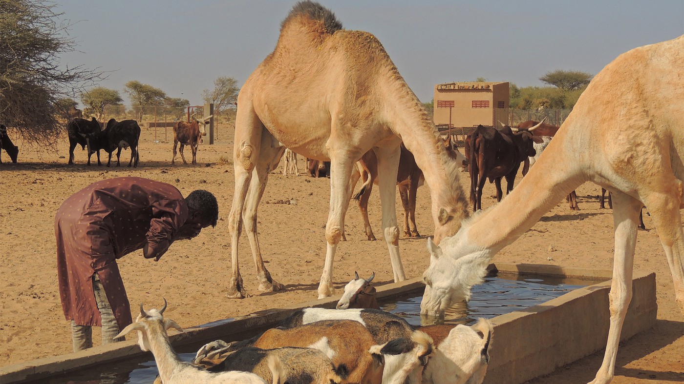 Cattle and camels drink water while a man washes his face. Photo: IOM