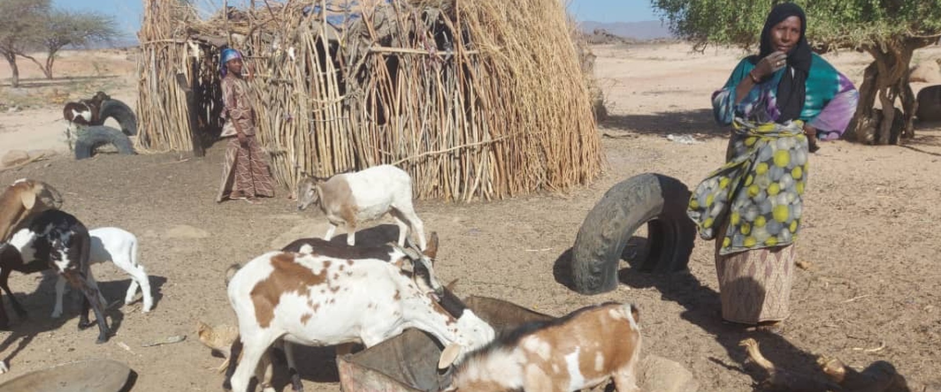 Balala tending her livestock. Photo: IOM