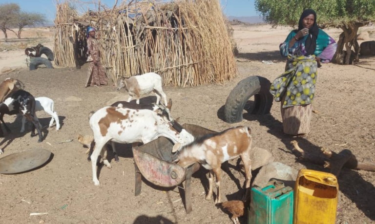 Balala tending her livestock. Photo: IOM